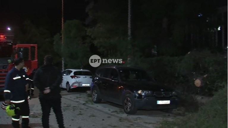 δεντρο χολαργος