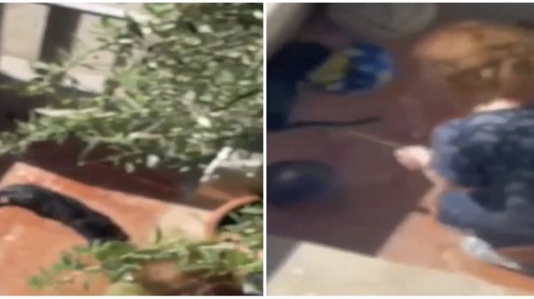 φολα γατα