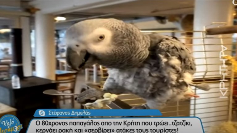 Mike ο παπαγάλος