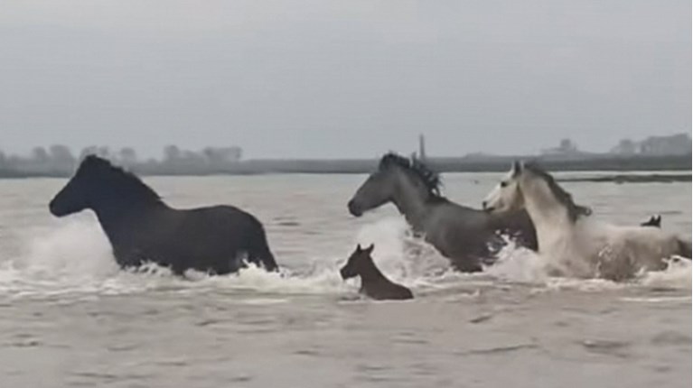 αλογα εβροσ