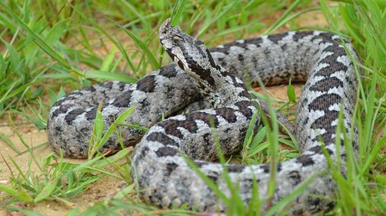 Λαμία: Στη ΜΕΘ 16χρονος έπειτα από δάγκωμα οχιάς