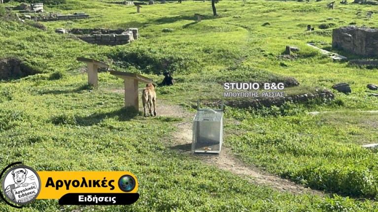 ΣΚΥΛΙΑ ΑΡΓΟΣ