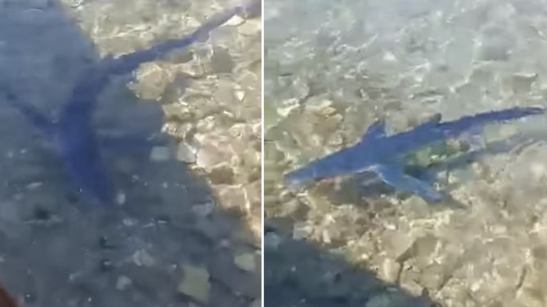 Γαλάζιος καρχαρίας