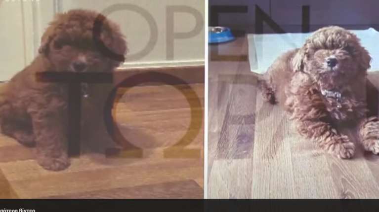 &quot;Άσπρισε ο καφέ σκύλος που μου πούλησαν&quot; - Τι καταγγέλλει θύμα του κυκλώματος εμπορίας ζώων για τη δράση τους