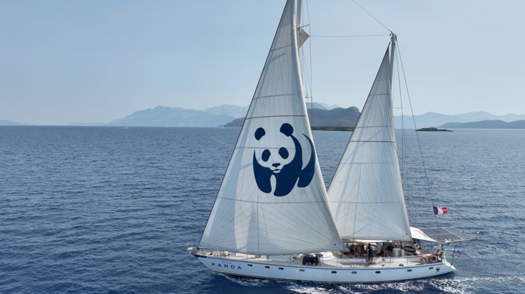 BLUE PANDA