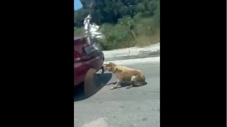 ΣΚΥΛΟΣ ΖΑΚΥΝΘΟΣ