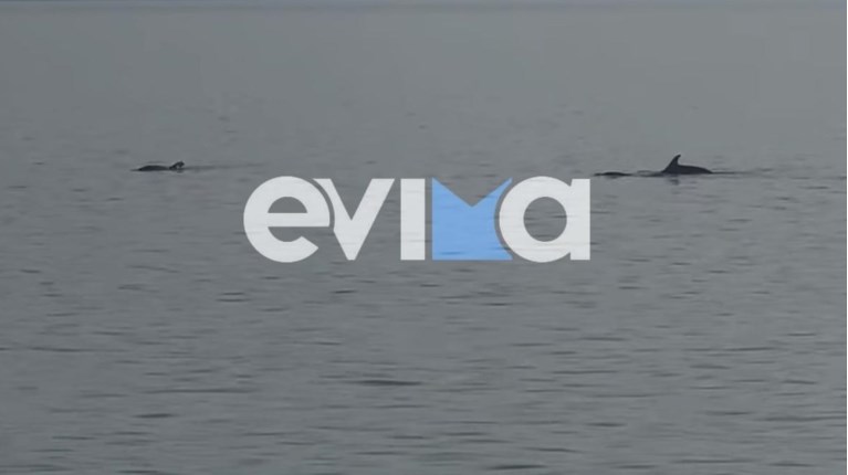 Δελφίνια