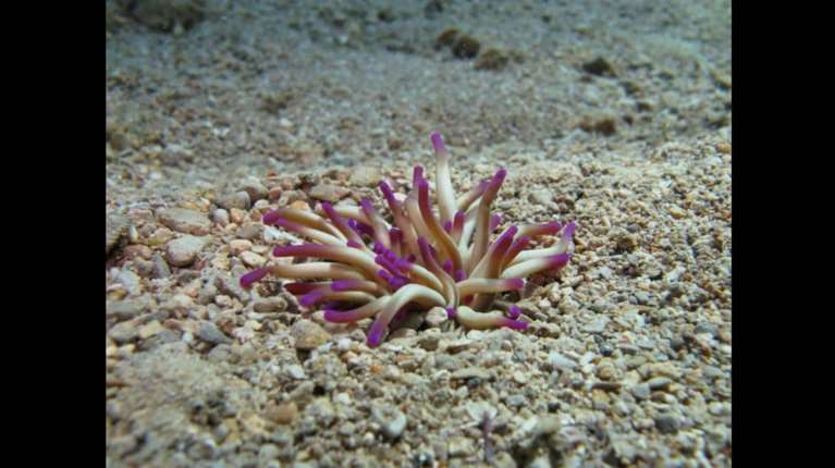 Σύρος: Στο νοσοκομείο παιδί μετά από τσίμπημα θαλάσσιας ανεμώνης