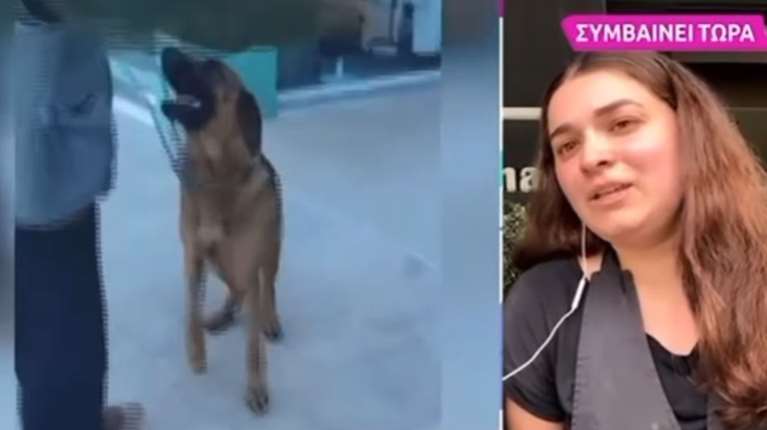 Η οδύσσεια σκύλου στην Αττική: Πήδηξε μάντρα 5 μέτρων και περπάτησε 20 χλμ για να γυρίσει εκεί που ζούσε