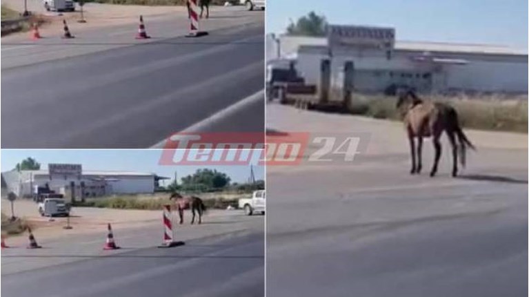 ΑΛΟΓΟ ΕΘΝΙΚΗ ΟΔΟΣ
