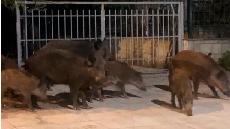 ΑΓΡΙΟΓΟΥΡΟΥΝΑ
