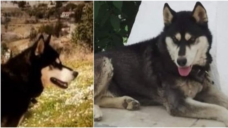 Αραχωβα Όλιβερ