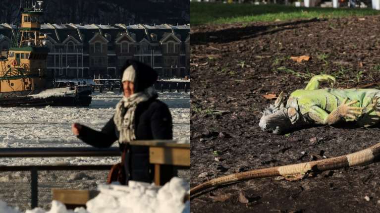 Φλόριντα: Παγωμένα ιγκουάνα πέφτουν από τα δέντρα - To πολικό ψύχος παραλύει τις ΗΠΑ [εικόνες]