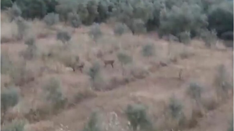 Λύκος