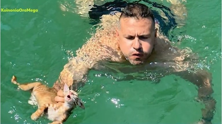 ΓΑΤΙ ΣΑΛΑΜΙΝΑ