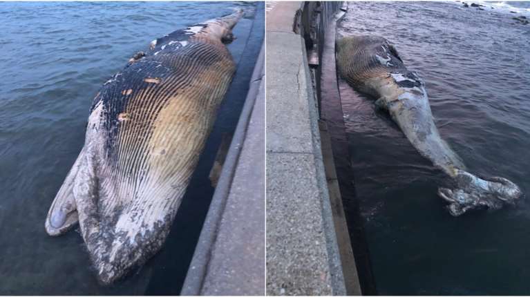 Απίστευτο: Μια νεκρή φάλαινα ξεβράστηκε στο Λιβόρνο της Ιταλίας - Είχε 18 μέτρα μήκος και βάρος 40 τόνων [εικόνες - βίντεο]