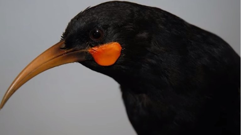Huia
