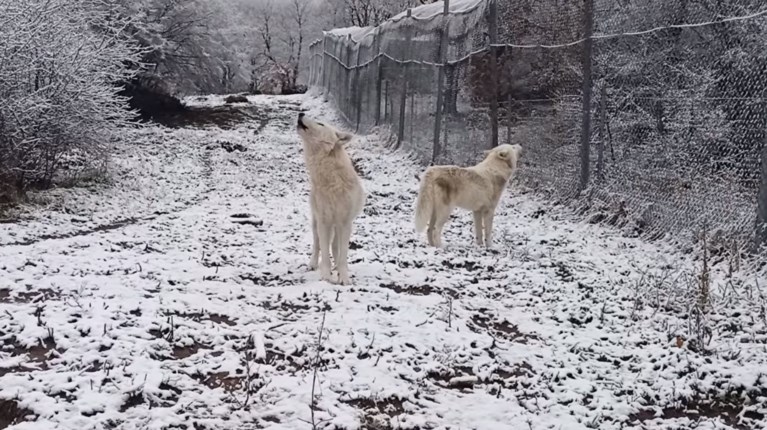 λύκοι