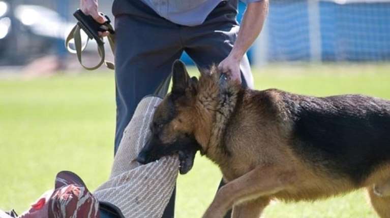ΕΟΔΥ: Η πρώτη συστηματική καταγραφή δαγκωμάτων από σκύλους στην Ελλάδα - Πόσα περιστατικά αναφέρθηκαν το 2023