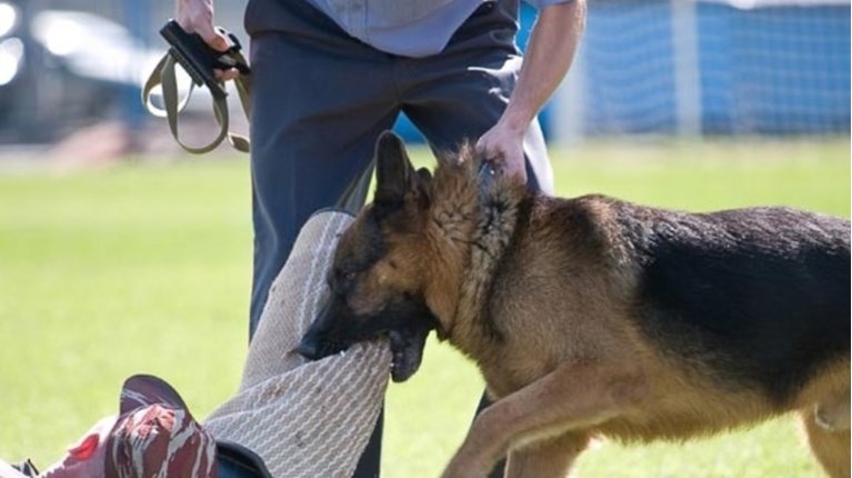 ΔΑΓΚΩΜΑ ΣΚΥΛΟΥ