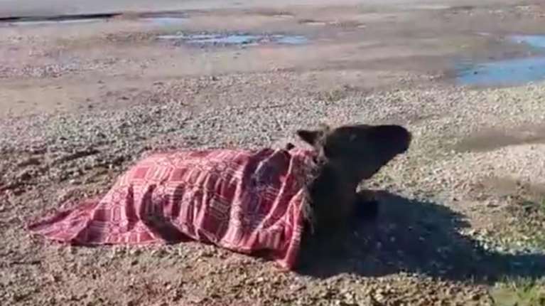 Τροχαίο με κοπάδι αλόγων στην Εθνική Οδό Αγρινίου - Αμφιλοχίας: Κρίσιμη η κατάσταση του ενός ζώου