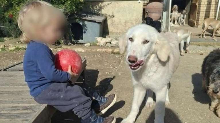 Ζάκυνθος: Τα 30 δευτερόλεπτα που στοίχισαν τη ζωή του 2χρονου - Ο σκύλος το δάγκωσε σε πρόσωπο και κεφάλι