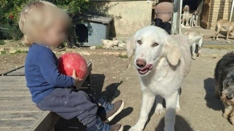 ζακυνθος σκυλος