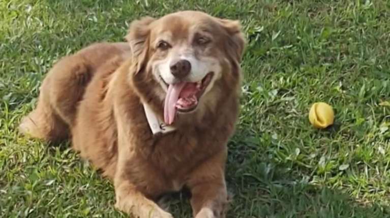 Η αφοσίωση ενός σκύλου που επί 10 χρόνια δεν έφυγε από τον τάφο του ανθρώπου του και ο νόμος "Κοβέιρο"