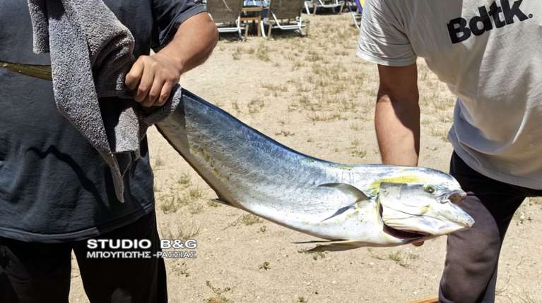Τυχεροί στο Ναύπλιο: Έπιναν το καφέ τους στην ξαπλώστρα και έπιασαν ένα μεγάλο ψάρι χωρίς να... κουραστούν [βίντεο]