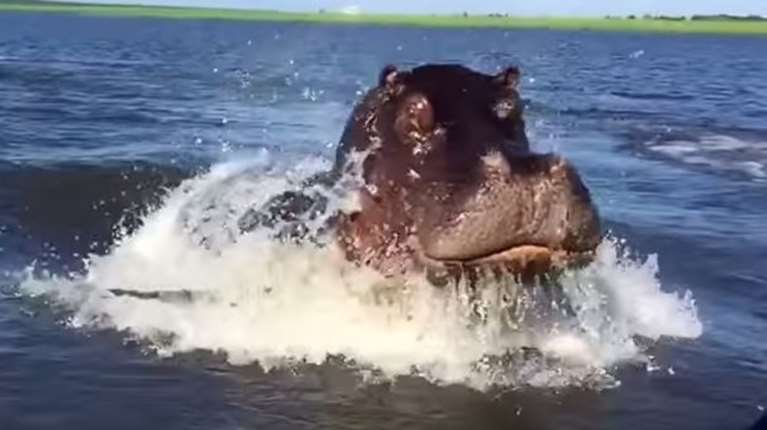 Τραγωδία στην Ακτή Ελεφαντοστού: Ιπποπόταμος βύθισε πλοιάριο - 11 αγνοούμενοι, μεταξύ των οποίων ένα βρέφος