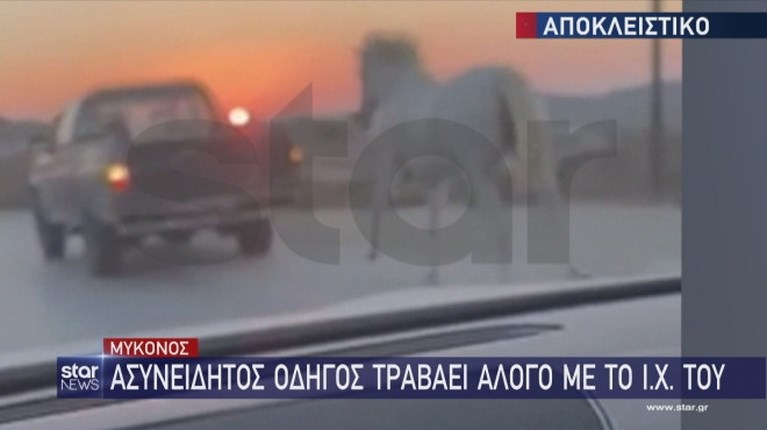 κακοποιηση αλογου