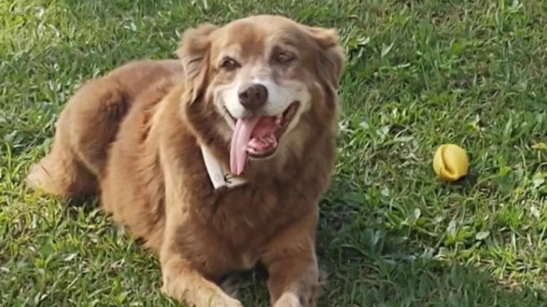 ΒΡΑΖΙΛΙΑ ΠΙΣΤΟΣ ΣΚΥΛΟΣ