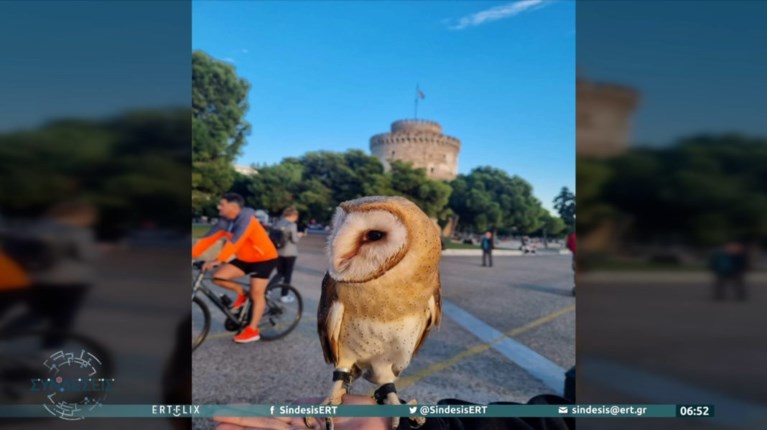 κουκουβαγια