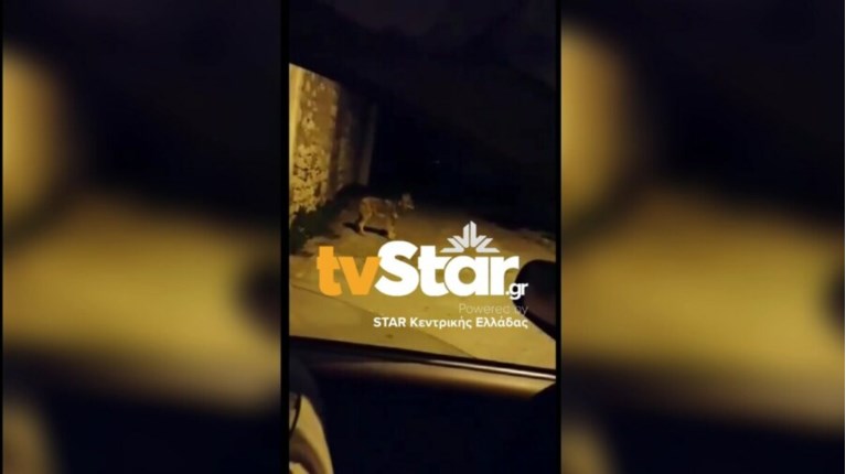 Λύκος Δίστομο