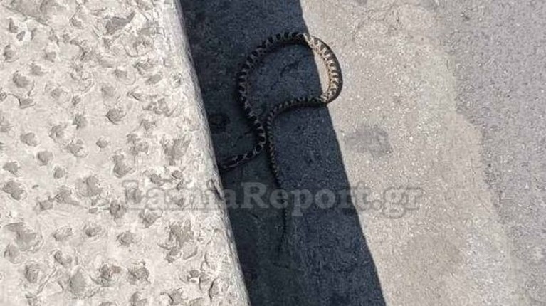 ΦΙΔΙ ΛΑΜΙΑ