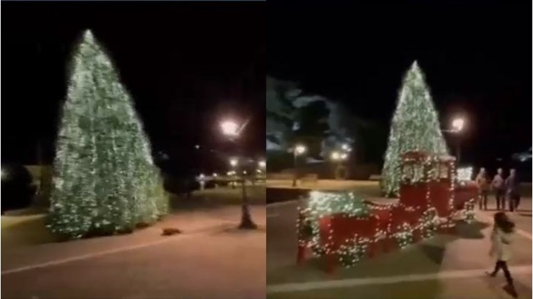 Σκιάθος, δέντρο