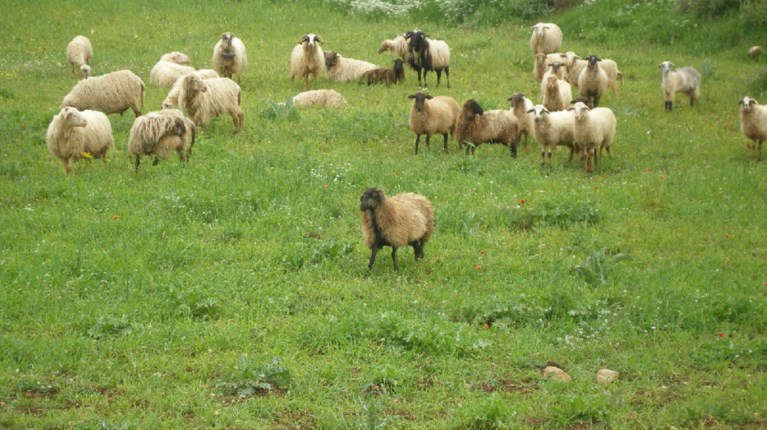 Το 'Ποτάμι' για το βοσκότοπο και τον κιμπάρη φίλο του εργολάβου