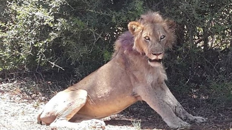 Πως οι τουρίστες έσωσαν ένα λιοντάρι στη Ν. Αφρική