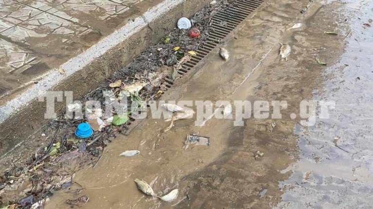 ΨΑΡΙΑ ΒΟΛΟΣ