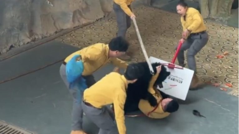 κινα αρκουδα