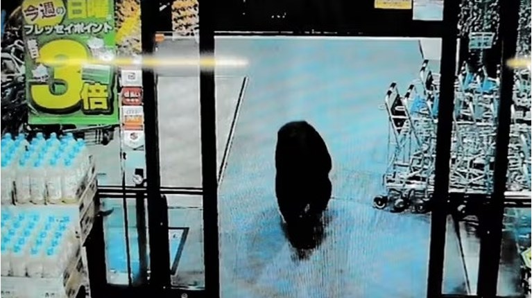 ΙΑΠΩΝΙΑ ΕΠΙΘΕΣΕΙΣ ΑΡΚΟΥΔΩΝ