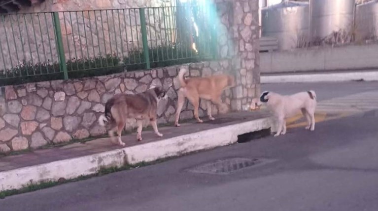 ΕΠΙΘΕΣΗ ΣΚΥΛΩΝ ΣΕ 7ΧΡΟΝΟ ΠΥΛΗ ΒΟΙΩΤΙΑΣ