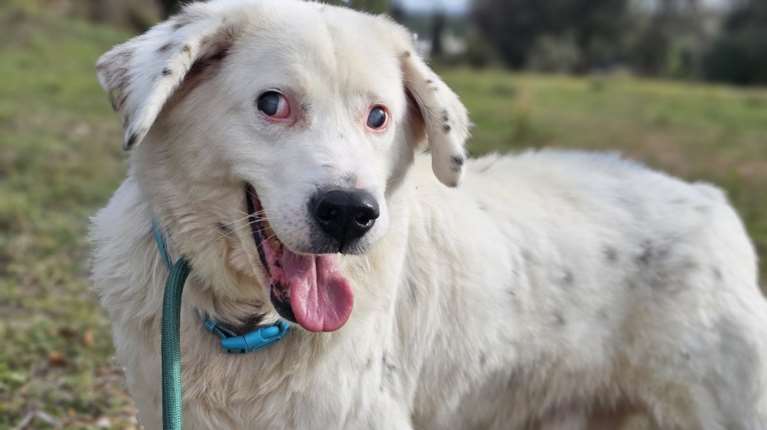 Το πιο ωραίο και το πιο αγνό χαμόγελο του καταφυγίου το έχει ο Μπάρνεϊ