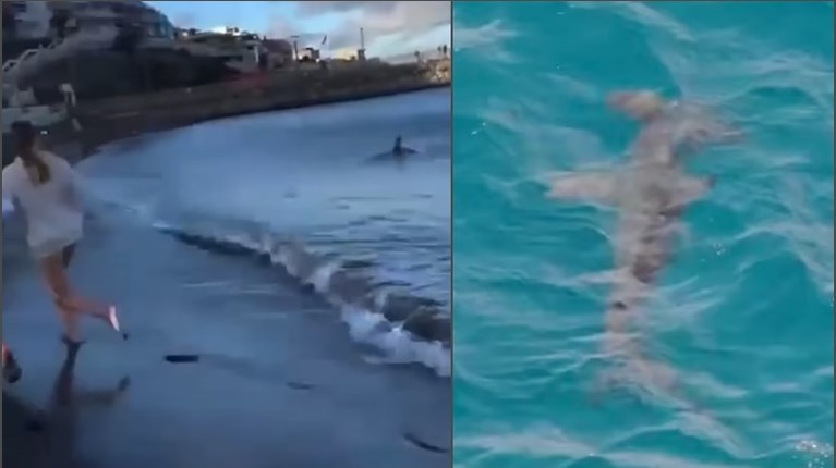 ΚΑΡΧΑΡΙΕΣ ΙΣΠΑΝΙΑ