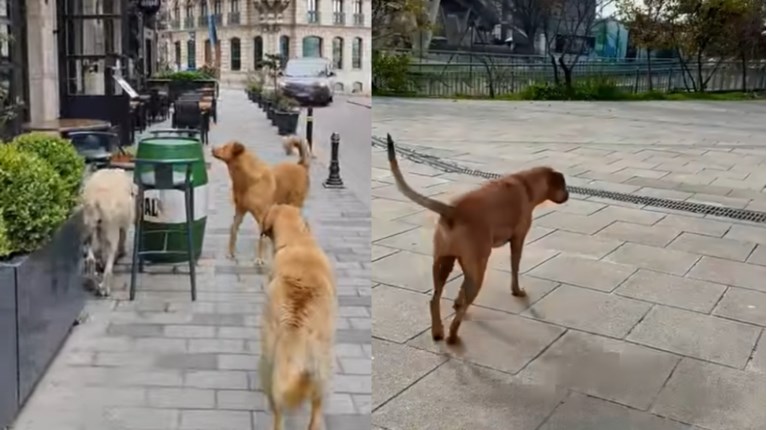 ΑΔΕΣΠΟΤΑ ΣΚΥΛΙΑ ΚΩΝΣΤΑΝΤΙΝΟΥΠΟΛΗ