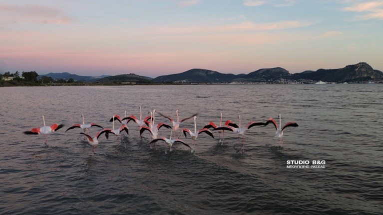 ΦΛΑΜΙΝΓΚΟ ΝΑΥΠΛΙΟ