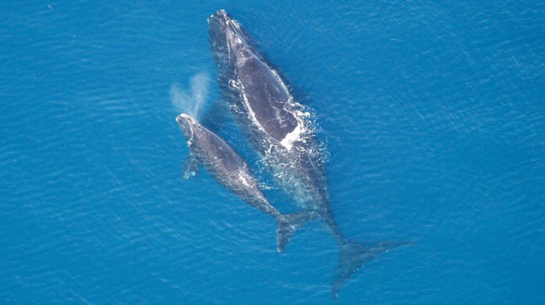 ΦΑΛΑΙΝΑ ΚΑΙ ΜΩΡΟ