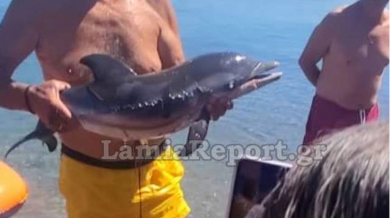 ΔΕΛΦΙΝΙ ΜΩΡΟ