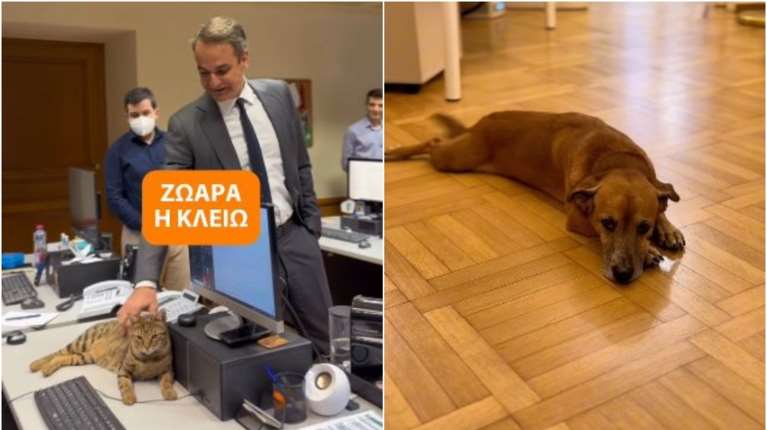 Τρέμε... Πίνατ: Η Κλειώ κάνει "ζωάρα" στο Μαξίμου - Το βίντεο Μητσοτάκη για το νέο κατοικίδιο της κυβέρνησης