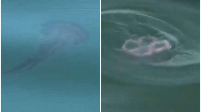 Θεσσαλονίκη: Οι &quot;μεδουσες του φεγγαριού&quot; κατέκλυσαν τον Θερμαϊκό Κόλπο - Πόσο επικίνδυνες είναι για τον άνθρωπο [βίντεο]